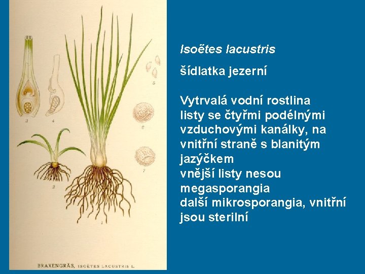 Isoëtes lacustris šídlatka jezerní Vytrvalá vodní rostlina listy se čtyřmi podélnými vzduchovými kanálky, na