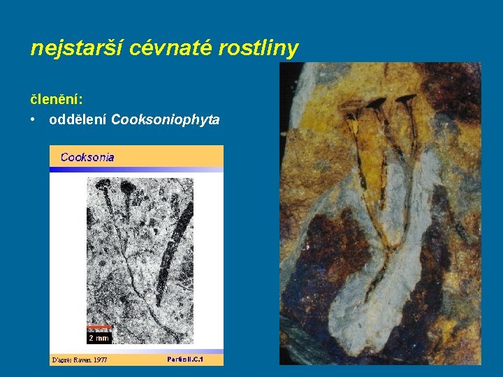 nejstarší cévnaté rostliny členění: • oddělení Cooksoniophyta 