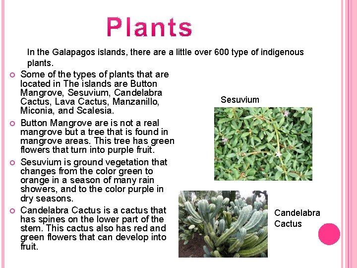 In the Galapagos islands, there a little over 600 type of indigenous plants. Some