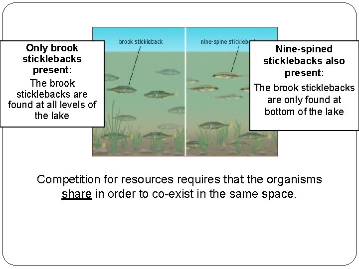 Only brook sticklebacks present: The brook sticklebacks are found at all levels of the