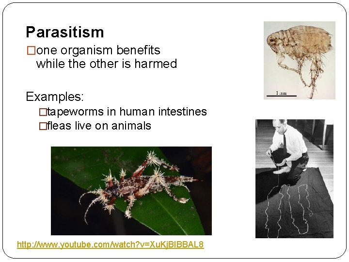 Parasitism �one organism benefits while the other is harmed Examples: �tapeworms in human intestines