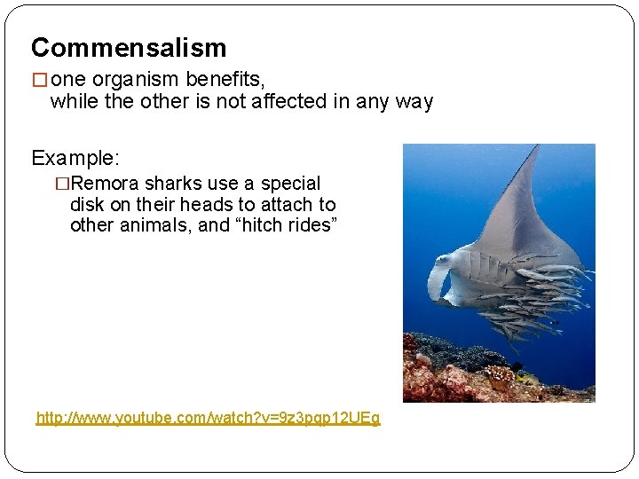 Commensalism � one organism benefits, while the other is not affected in any way