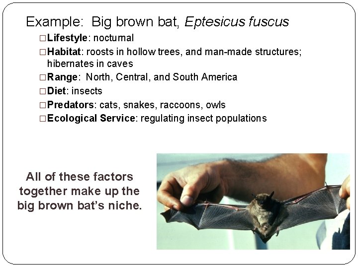 Example: Big brown bat, Eptesicus fuscus �Lifestyle: nocturnal �Habitat: roosts in hollow trees, and