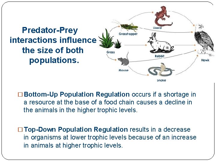 Predator-Prey interactions influence the size of both populations. � Bottom-Up Population Regulation occurs if