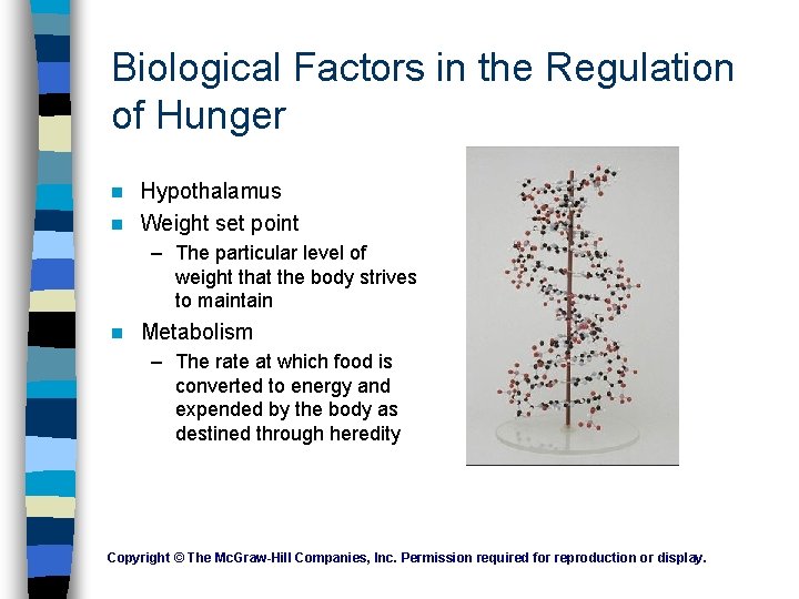 Biological Factors in the Regulation of Hunger Hypothalamus n Weight set point n – Biological Factors in the Regulation of Hunger Hypothalamus n Weight set point n –