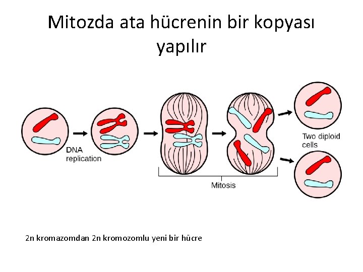 Mitozda ata hücrenin bir kopyası yapılır 2 n kromazomdan 2 n kromozomlu yeni bir