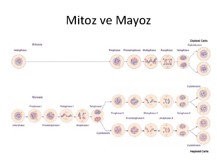 Mitoz ve Mayoz 