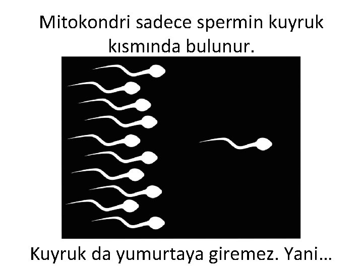 Mitokondri sadece spermin kuyruk kısmında bulunur. Kuyruk da yumurtaya giremez. Yani… 