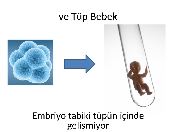 ve Tüp Bebek Embriyo tabiki tüpün içinde gelişmiyor 