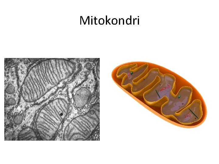 Mitokondri 