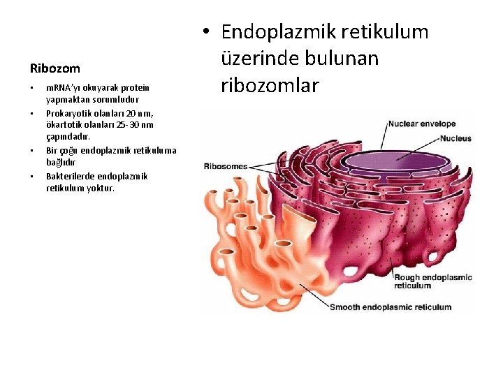 Ribozom • • m. RNA’yı okuyarak protein yapmaktan sorumludur Prokaryotik olanları 20 nm, ökartotik