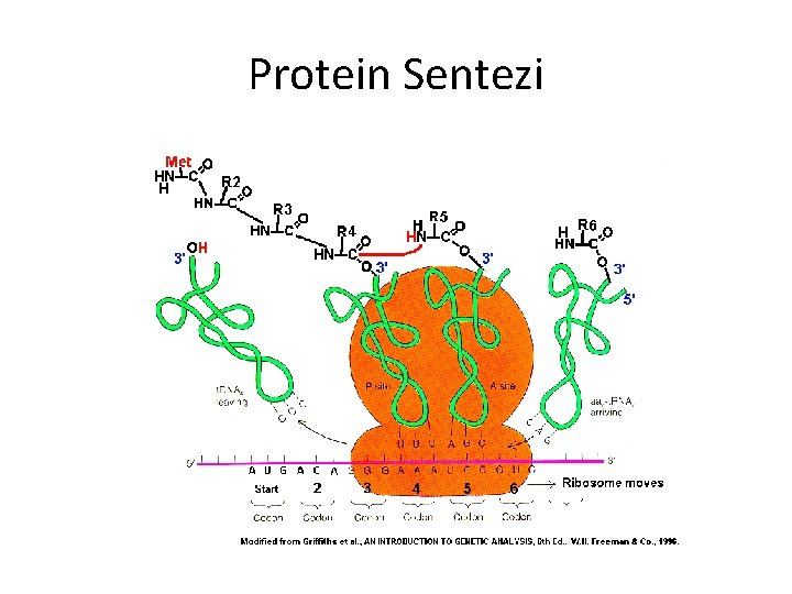 Protein Sentezi 