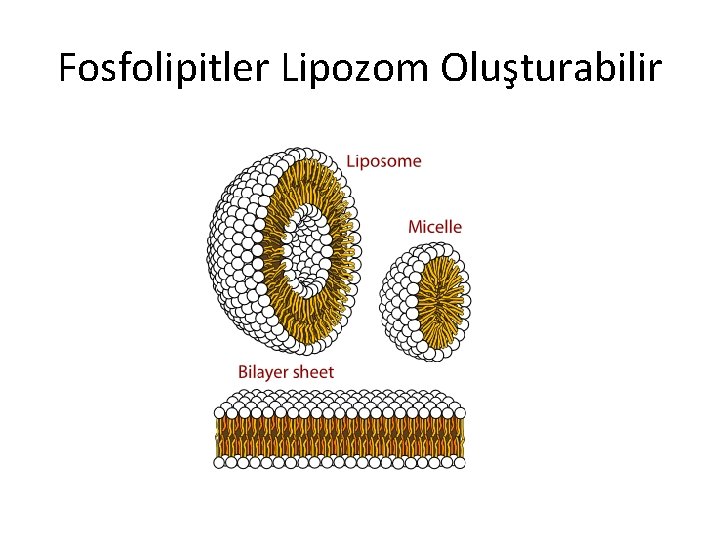 Fosfolipitler Lipozom Oluşturabilir 