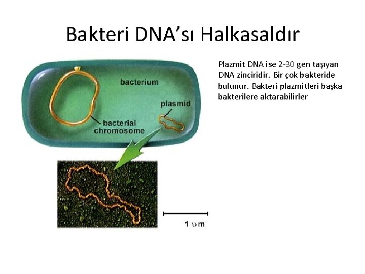 Bakteri DNA’sı Halkasaldır Plazmit DNA ise 2 -30 gen taşıyan DNA zinciridir. Bir çok