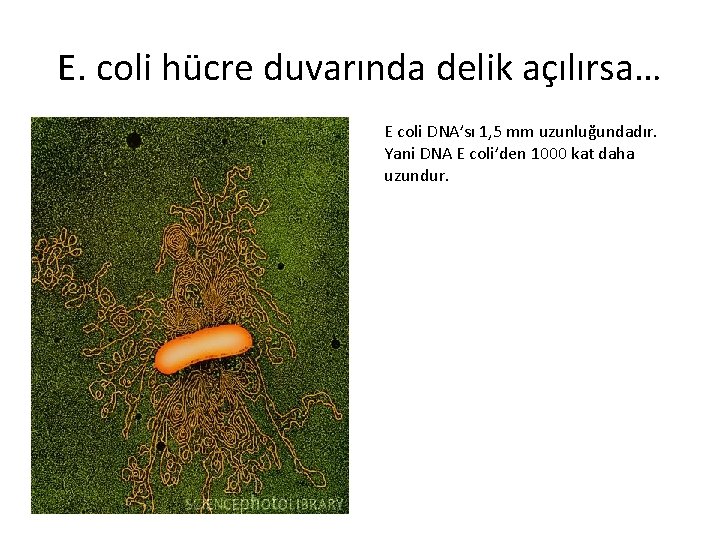 E. coli hücre duvarında delik açılırsa… E coli DNA’sı 1, 5 mm uzunluğundadır. Yani