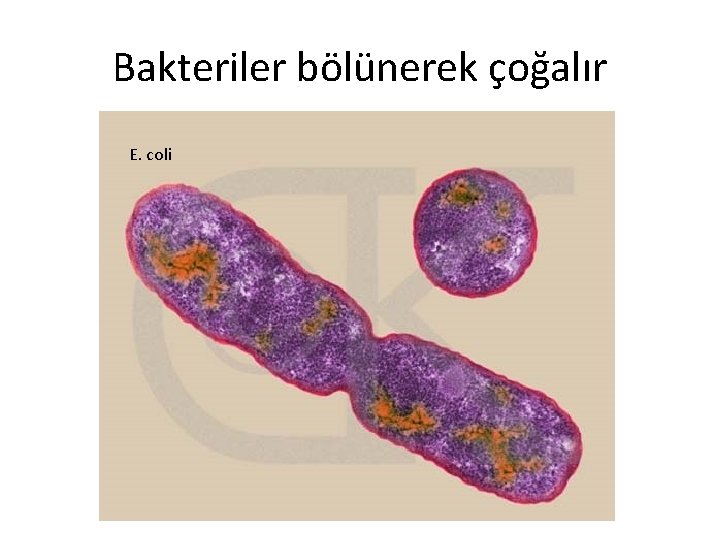 Bakteriler bölünerek çoğalır E. coli 