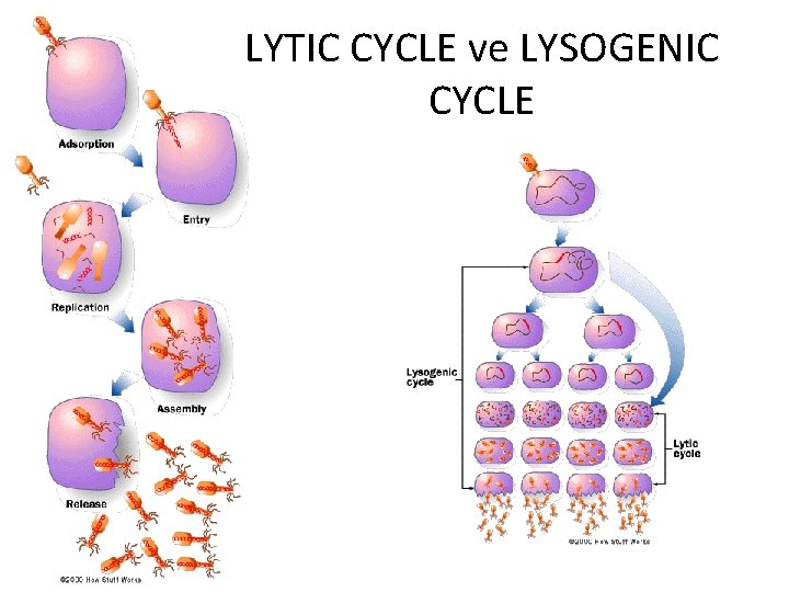 LYTIC CYCLE ve LYSOGENIC CYCLE 