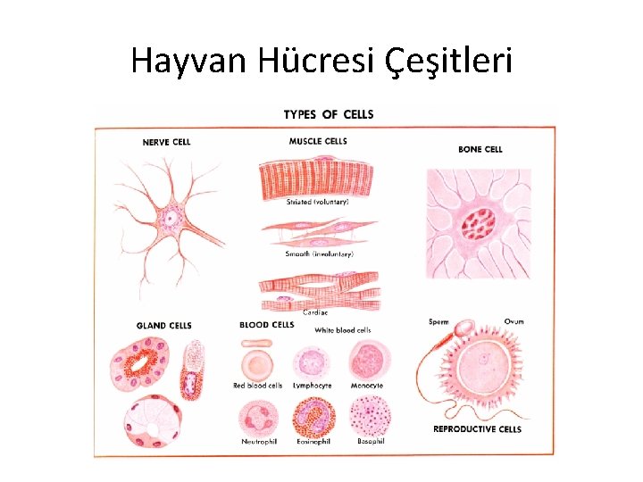 Hayvan Hücresi Çeşitleri 