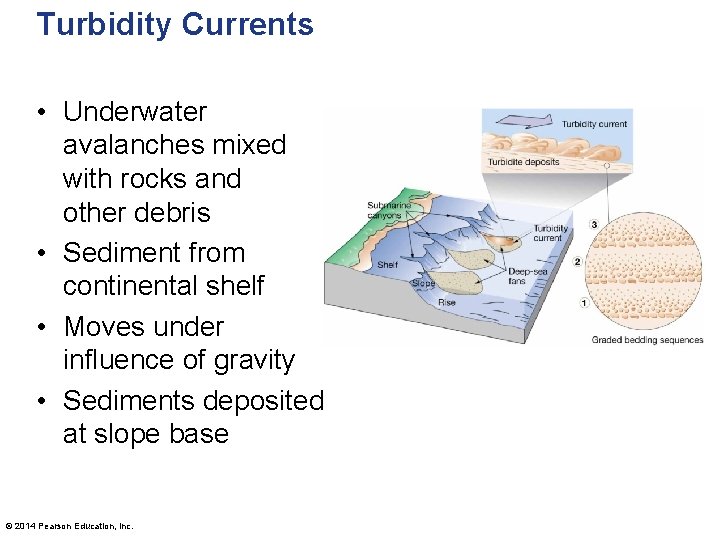 Turbidity Currents • Underwater avalanches mixed with rocks and other debris • Sediment from