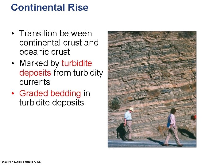 Continental Rise • Transition between continental crust and oceanic crust • Marked by turbidite