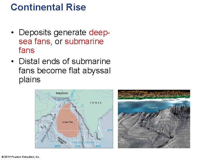 Continental Rise • Deposits generate deepsea fans, or submarine fans • Distal ends of