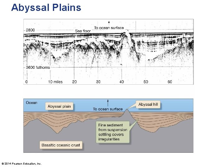 Abyssal Plains © 2014 Pearson Education, Inc. 