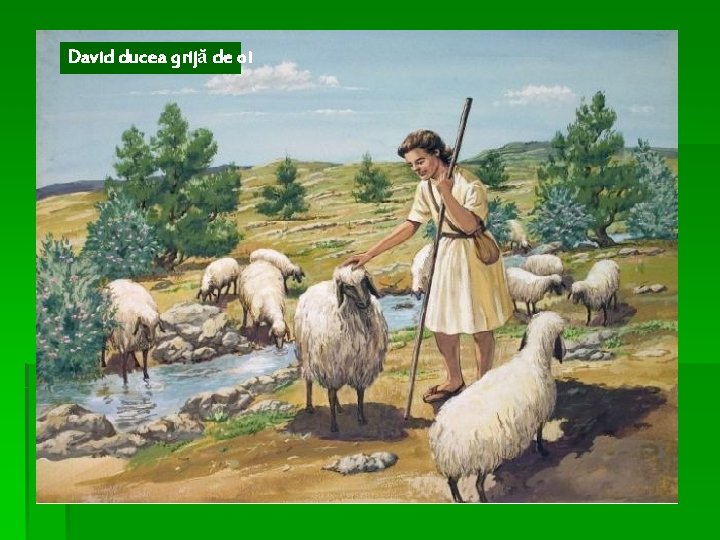 David ducea grijă de oi 