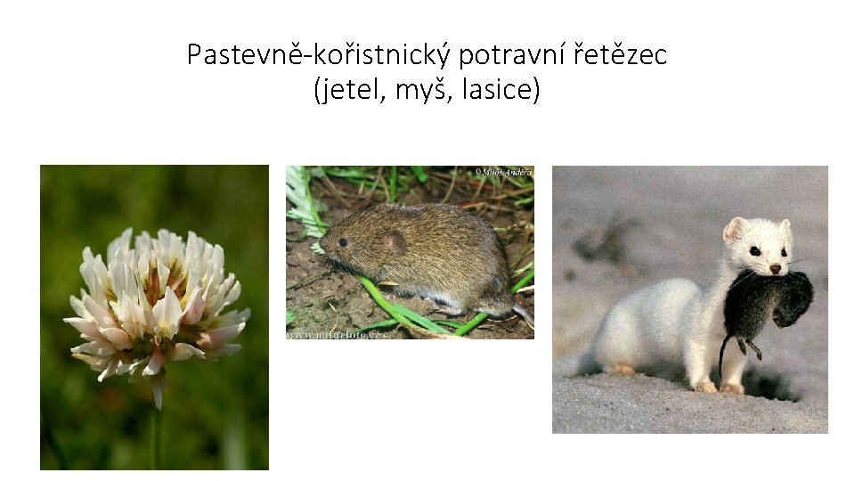 Pastevně-kořistnický potravní řetězec (jetel, myš, lasice) 