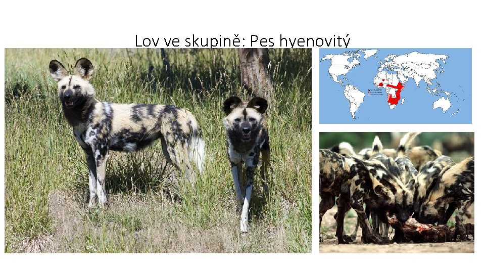 Lov ve skupině: Pes hyenovitý 