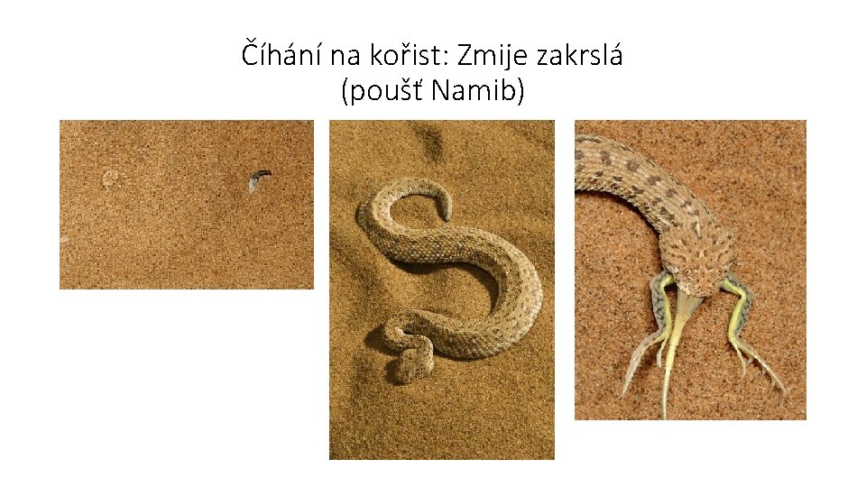 Číhání na kořist: Zmije zakrslá (poušť Namib) 