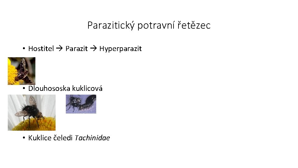 Parazitický potravní řetězec • Hostitel Parazit Hyperparazit • Dlouhososka kuklicová • Kuklice čeledi Tachinidae