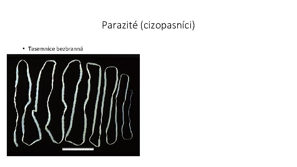 Parazité (cizopasníci) • Tasemnice bezbranná 