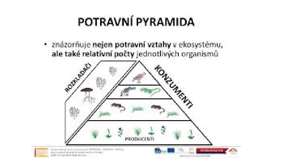 Potravní pyramida 