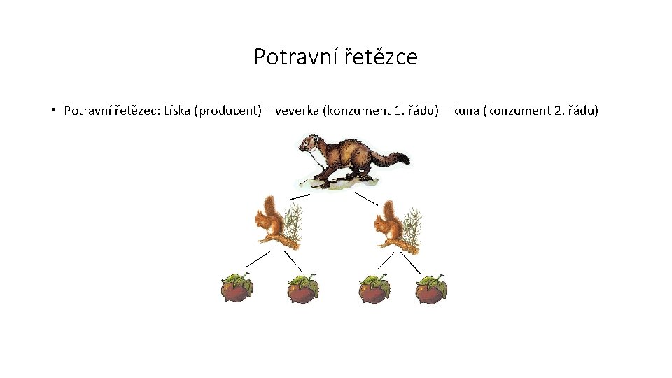 Potravní řetězce • Potravní řetězec: Líska (producent) – veverka (konzument 1. řádu) – kuna