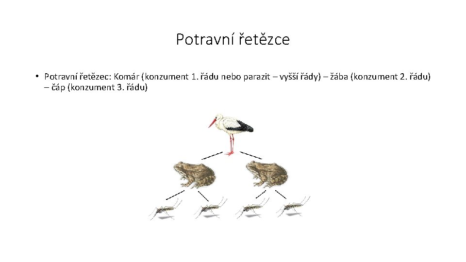 Potravní řetězce • Potravní řetězec: Komár (konzument 1. řádu nebo parazit – vyšší řády)