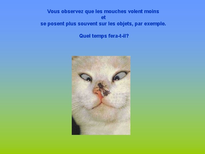 Vous observez que les mouches volent moins et se posent plus souvent sur les