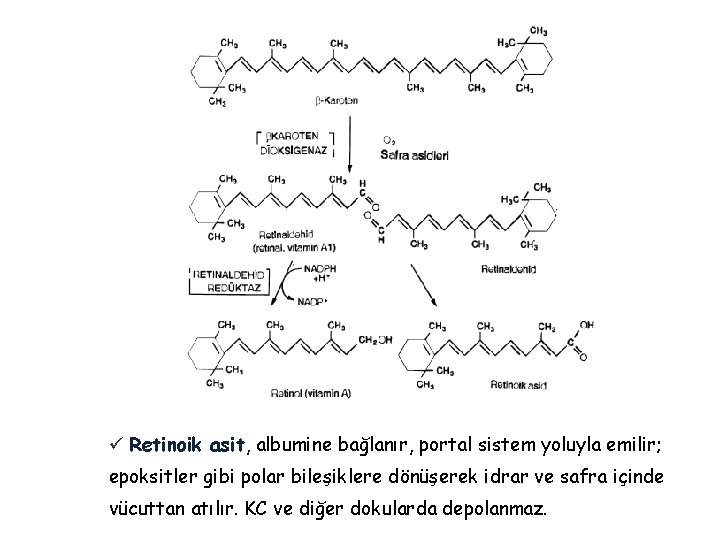 ü Retinoik asit, albumine bağlanır, portal sistem yoluyla emilir; epoksitler gibi polar bileşiklere dönüşerek