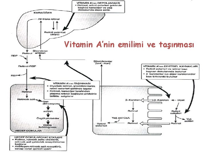 Vitamin A’nin emilimi ve taşınması 