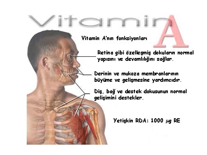 Vitamin A’nın fonksiyonları Retina gibi özelleşmiş dokuların normal yapısını ve devamlılığını sağlar. Derinin ve