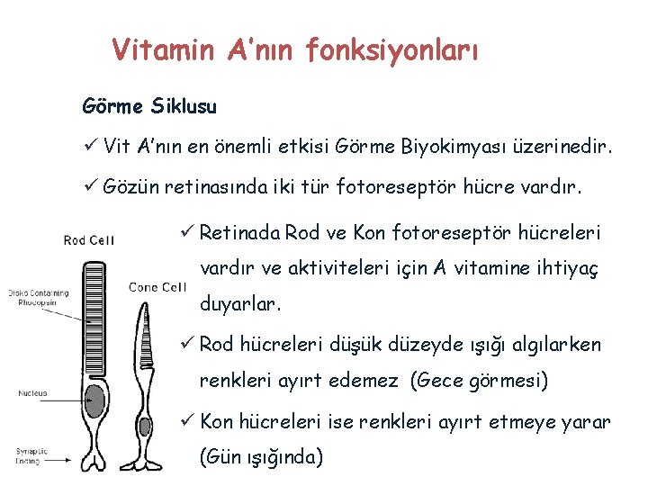 Vitamin A’nın fonksiyonları Görme Siklusu ü Vit A’nın en önemli etkisi Görme Biyokimyası üzerinedir.