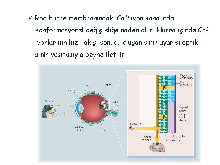 ü Rod hücre membranındaki Ca 2+ iyon kanalında konformasyonel değişikliğe neden olur. Hücre içinde