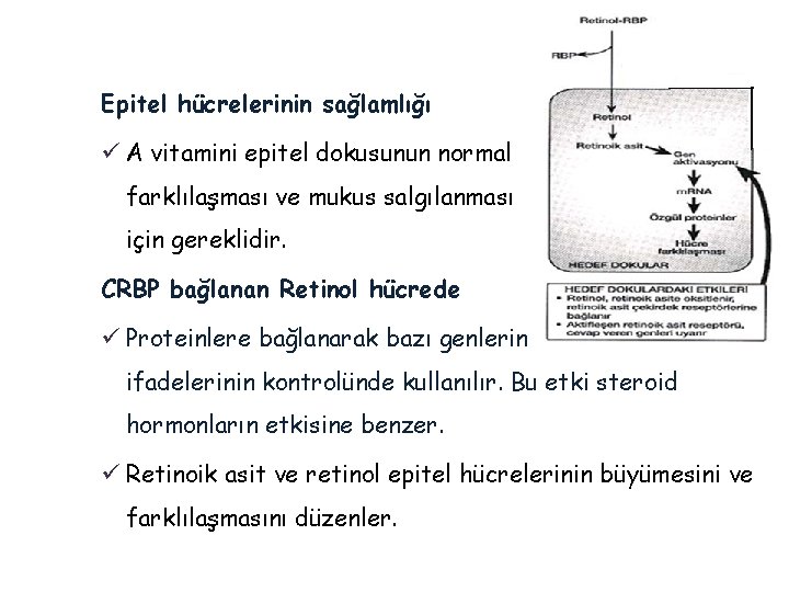 Epitel hücrelerinin sağlamlığı ü A vitamini epitel dokusunun normal farklılaşması ve mukus salgılanması için