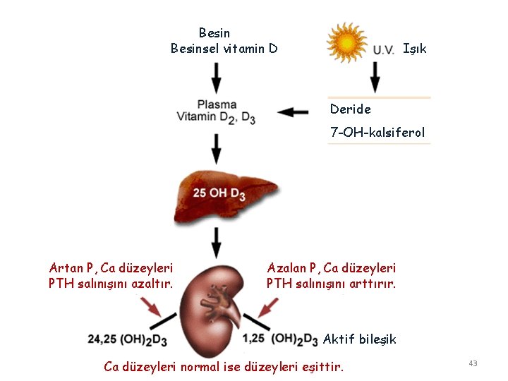 Besinsel vitamin D Işık Deride 7 -OH-kalsiferol Artan P, Ca düzeyleri PTH salınışını azaltır.