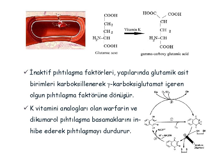 ü İnaktif pıhtılaşma faktörleri, yapılarında glutamik asit birimleri karboksillenerek g-karboksiglutamat içeren olgun pıhtılaşma faktörüne