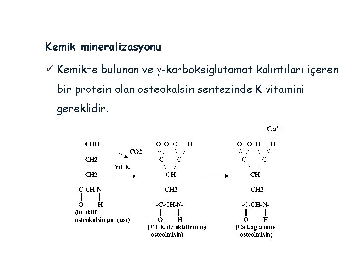 Kemik mineralizasyonu ü Kemikte bulunan ve g-karboksiglutamat kalıntıları içeren bir protein olan osteokalsin sentezinde