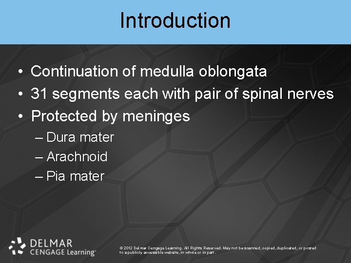 Introduction • Continuation of medulla oblongata • 31 segments each with pair of spinal