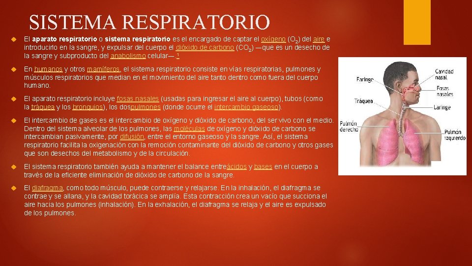 SISTEMA RESPIRATORIO El aparato respiratorio o sistema respiratorio es el encargado de captar el