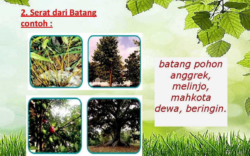 2. Serat dari Batang contoh : batang pohon anggrek, melinjo, mahkota dewa, beringin. 