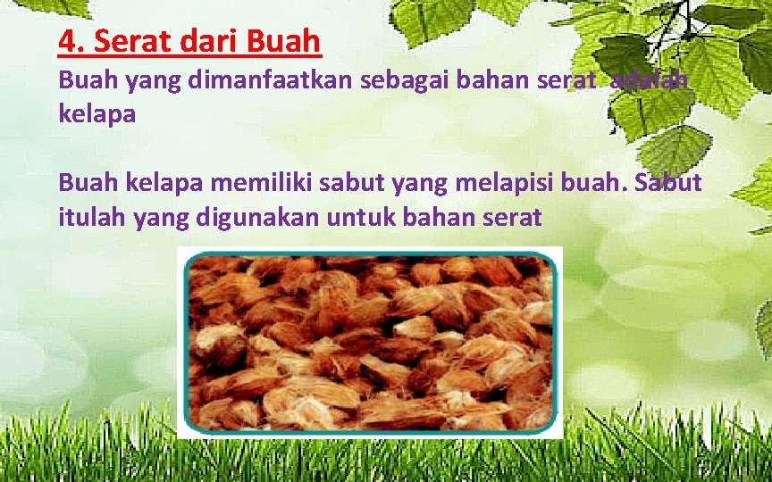 4. Serat dari Buah yang dimanfaatkan sebagai bahan serat adalah kelapa Buah kelapa memiliki