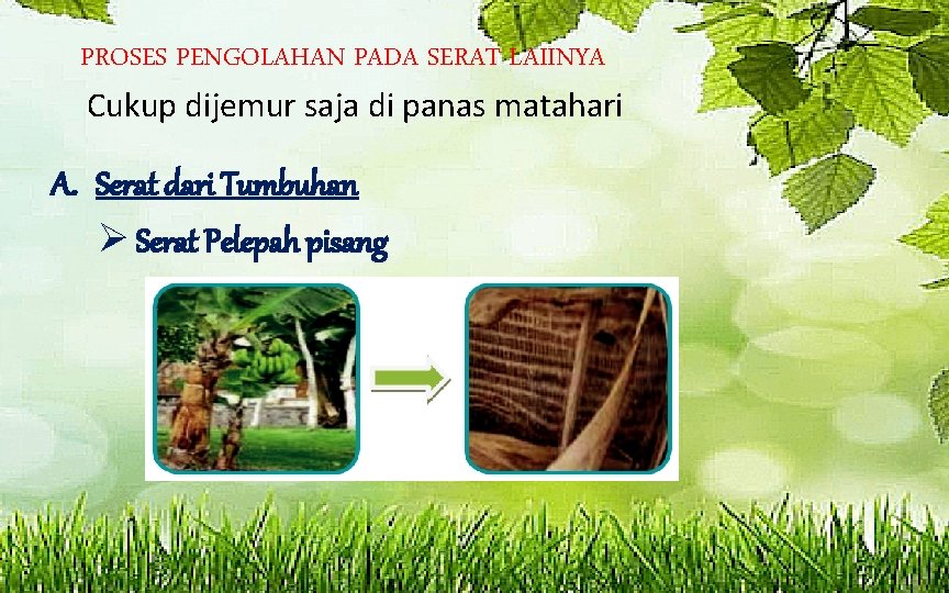 PROSES PENGOLAHAN PADA SERAT LAIINYA Cukup dijemur saja di panas matahari A. Serat dari